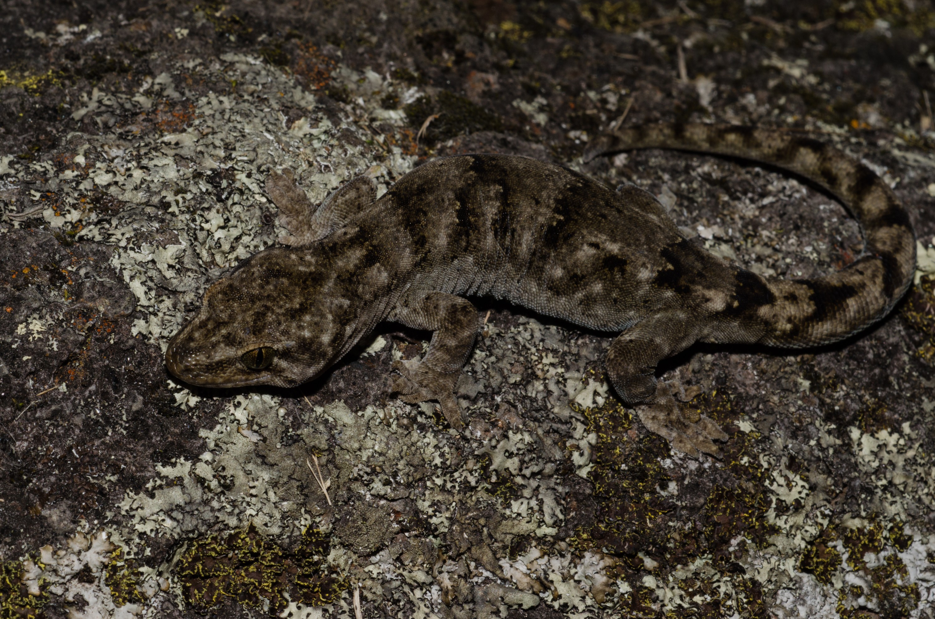 DSC_3518 – Canterbury, Brown, Gecko, Woodworthia, brunneus, banks, peninsula, Crispin, reptiles, amphibians, rare, cold, blood, new, new zealand, zealand, nz